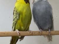 Show Jumbo Muhabbet Kuşu