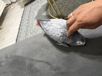 Full Evcil Jako Papağanı Konuşuyor