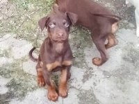 Saf Irk Kızıl Doberman Yavrular