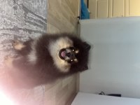 3 aylık bir dişi bir erkek pomeranian