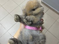 Hollanda Lop Tavşanı