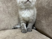 Safkan british shorthair AYI SURAT TOP KAFA bebiş