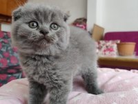 Scottish Fold Lüleburgaz Bilgi İçin Yazabilirsiniz