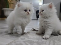Kedilerimiz yeni yuvasını arıyor