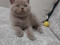 Bu tatlı minnoş kedimize yuva olmak istermisiniz