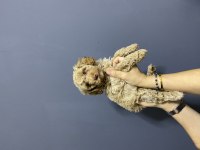 Kilo Irk ve Sağlık Garantili Poodle Kardeşler