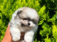 Erkek teacup boy teddy bear pomeranian