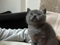 British shorthair ve scottish fold yavrular