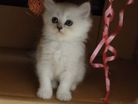British longhair Silver ve golden yavrular