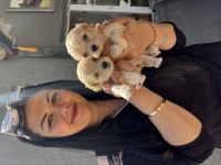 Mükemmel maltipoo yavrularım