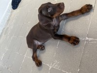 Kızıl yavru doberman
