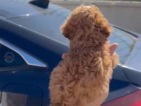 Orjinal Toy Poodle