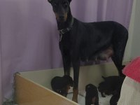 IRK GARANTİLİ DOBERMAN BEBEKLERİMİZ MEVCUT