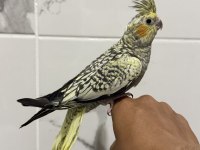 Sultan papağanı sahiplendirilecektir