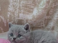 British Shorthair Gri Yavrular