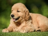 Golden Retriever Köpeği