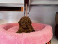 BEBEK YÜZLÜ TOY POODLE YAVRULARIMIZ