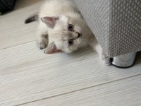 British shorthair silver point yavrular