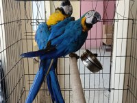 Macaw dişi ve erkek çiftler mevcut