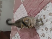 Golden British Shorthair