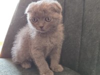 2 aylık Scottish fold yavrular