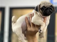 HAMBURGER SURAT PUG MOPS YAVRULARIMIZ