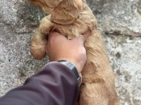 Cocker bebekler