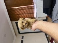 Tr de tek micro teacup maltipoo yavrusu