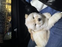 50 GÜNLÜK BEMBEYAZ CHOW CHOW KÖPEĞİ