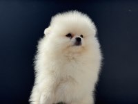 Petmode köpek çifrliğinden tea cup pomeranian