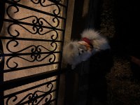 Dünyanın en enerjik ve sevecen köpeği Leo