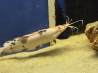 Clarias kedi balığımız