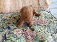 Maltipoo yavruları