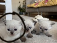 Blue point son kalan yavrumuz yuvasına gitmeyi bekliyor