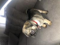 Dişi Pug Yavrumuz Yeni Ailesini Arıyor