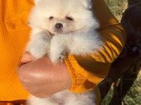 Yavru Pomeranian Boolarımız
