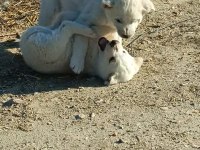 Çiftlik Ortamında Büyüyen Yavru Köpekler
