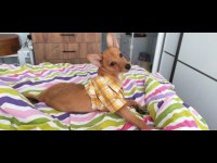 A Kalite Chihuahua Bebekler