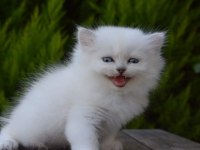 Silverpoint longhair dişi