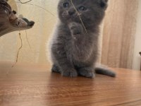 Scottish Fold British Shorthair Şapşik Kediler