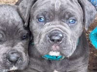 Cam Gözlü Cane Corso Yavrular
