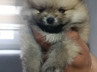 Pomeranian en tatlı yavrucuklar