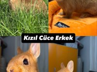 Hollanda lop mini lop cüce tavşan yavruları gönderim var