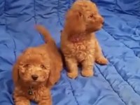 Toy poodle bulunmayan nadir renkler