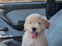 Aşırı oyuncu maltipoo yavrumu sahiplendirmek istiyorum