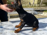KİNG Doberman köpeği yavru