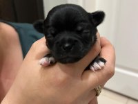 Yeni chihuahua yavrularım