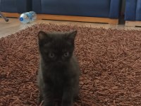 çok tatlı scottish fold kedileri