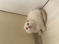 Scottish Fold Daha Uygun Safkanı Yok!