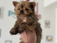 Çok özel exotic yorkshire terrier ziyarete açık
